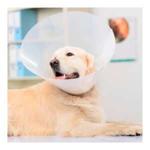 COLLAR-ISABELINO-TRANSPARENTE